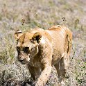 TZA SHI SerengetiNP 2016DEC25 Moru4Area 057 : 2016, 2016 - African Adventures, Africa, Date, December, Eastern, Month, Moru 4 Area, Places, Serengeti National Park, Shinyanga, Tanzania, Trips, Year